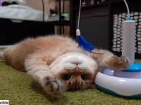 ぽか～ん...自動ねこじゃらしに対する反応がゆるすぎる猫