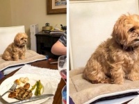 うちの子ってばこうなの、見てやって！それぞれのロジックにもとづいて行動する犬たち