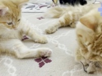猫にネズミをあげてみた！小さなオモチャで楽しく遊ぶ子猫たち
