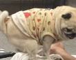 人間のお腹も股間も犬にとっては「ステージ」です　パグによる歓迎ダンスにパパ＆2万人もん絶