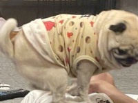 人間のお腹も股間も犬にとっては「ステージ」です　パグによる歓迎ダンスにパパ＆2万人もん絶
