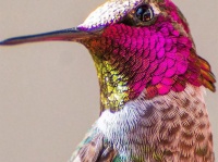 鳥類最小級だが美しさは最上級、ハチドリの美しさを堪能しよう！