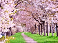 今も語り継がれる「桜の夢」とは（画像はイメージ）