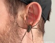 耳に本物の蜘蛛がぶら下がっているように見えるピアスが通販で人気
