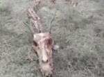 ドラゴン！？　中国の村落で信じられない骨が発見される