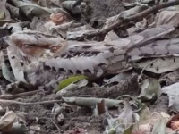 捕獲レベル高そうなんだぜ。ヨタカ筆頭、擬態上手な動物たち（動画+画像）※昆虫含