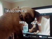 大好きなお父さんがいる！亡き飼い主の映像を見た猫が画面に顔を近づける仕草が涙を誘う