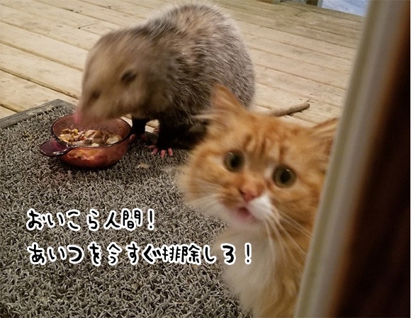 野生のオポッサムがあらわれた。猫の餌を食べ始めた。困り果てた猫、飼い主に「おまえがなんとかしろ」と訴え始める