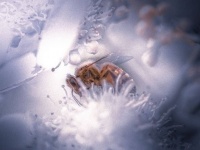 ミツバチに新型コロナウイルスの匂いを嗅ぎ分けられる能力があることが判明。検査の強力な助っ人になる可能性