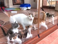 猫たちのハッピーエンディング！足の悪い母猫と子猫たちが幸せに暮らす「今」をご報告