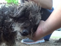 ボロボロの敷物かと思ったら犬だった。子供たちが捨て犬を発見し、保護施設にメールで救助依頼。無事保護される。