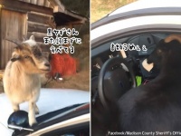 ヤギに乗っ取られたパトカー。黒ヤギさんたら書類を食べた