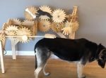 溢れる手作り感！　歯車をたくさん使った『自動犬撫で機』。