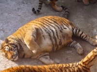 野性味ゼロのわがままボディ。もはや「太った大型猫」状態のシベリアトラ(中国)