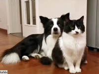 息ぴったり、毛色もぴったり。前世は兄弟だったに違いない犬と猫