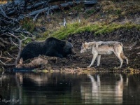 ハイイログマとハイイロオオカミがばったり遭遇（アメリカ・イエローストーン国立公園）
