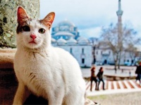 いたるところに猫がいる！町中すべてがフリーパス。猫の楽園、トルコ・イスタンブールのストリートキャットたち