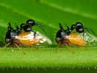 スタイリッシュなフォルムを持つことで知られるツノゼミの一種が、アリの擬態化に成功。（昆虫出演中）