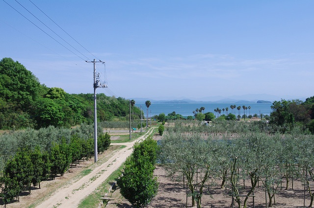 小豆島のオリーブ園