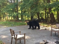 もしクマと遭遇したら？　追い払う様子を一部始終撮影した映像が話題に