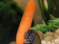 これは何するもの？はじめてのニンジンをクルクル回転させる巻貝がかわいい