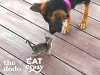 神様がくれた不思議な出会い？ある日突然子猫のお母さんになった犬