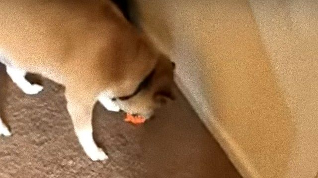shiba1_e