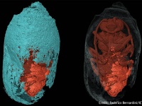 非常に珍しい3000年前のハチのミイラを発見、巣房の中で眠り続けていた