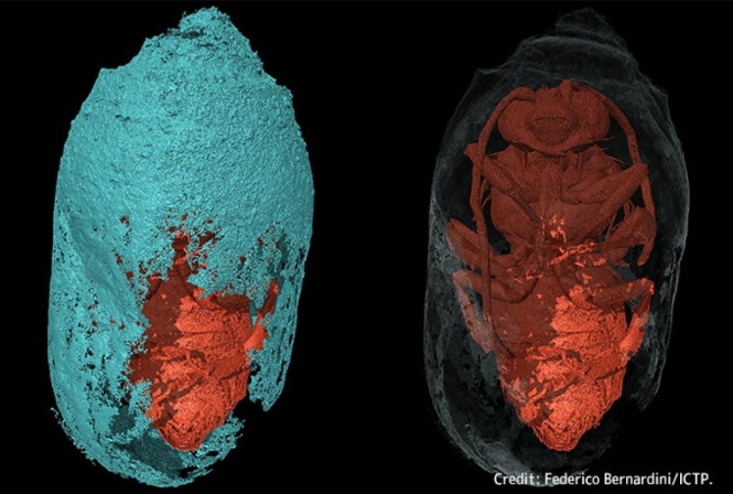 非常に珍しい3000年前のハチのミイラを発見、巣房の中で眠り続けていた