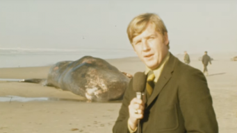 伝説となった50年前の「クジラ爆破解体」映像をリマスター、高画質バージョンが公開される