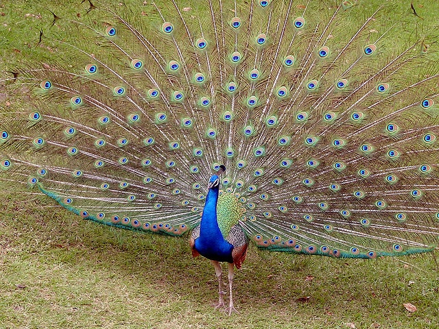 Kyoto zoo, Japan