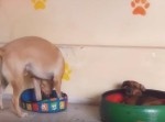 これ逆じゃない…？　小さいベッドに困惑するワンコがかわいい！