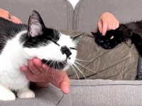 猫ズ「もっと撫でて！」「こっちもニャ！」2匹同時に満足させるには多少のスキルが必要な件