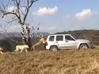 「押しまっせ、果てしなく」ライオンが車を押してくれるサファリパークがあるらしい。護衛付きで。