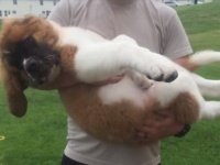 重たい？でかい？でも愛情があればきっと平気。飼い主に抱っこされたい犬たち総集編