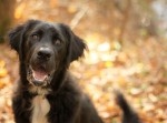 【中国】犬肉祭に国内外から批判が殺到！　犬を食べてはいけないのか？