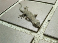 「かべちょろ」と呼ばれる（画像はイメージ）