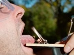 【おバカ実験】ネズミ捕りで舌を挟んだらどうなるか？