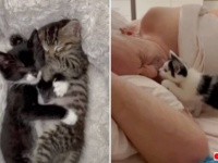 「なんて無粋な質問だ！」そんなの聞くまでもない？あなたの人生に猫が必要な理由とは