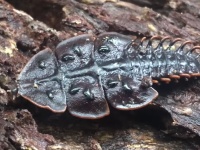 シンガポールで珍しい虫「サンヨウベニボタル」が発見される