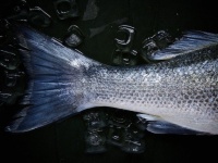 魚の廃棄物から生分解性プラスチックが作り出される