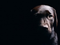 動物虐待の前科がある者は虐待者リストへの登録を義務化する法案が提出される（アメリカ・ルイジアナ州）