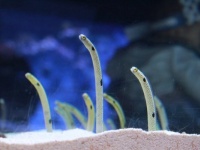 推しのチンアナゴに会える？　すみだ水族館で開催中のイベント「三国チン」に潜入！