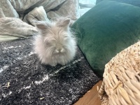 静電気で大きな毛玉爆誕！？ふわふわのウサギさんに注目♪