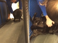 運動なんてしたくニャい！太りすぎた猫をルームランナーで運動させようとしたところ、全力死んだふり（アメリカ）