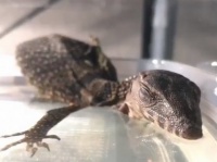 さとり（＠reptiles_d_o）さんのツイート