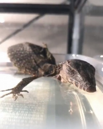 さとり（＠reptiles_d_o）さんのツイート