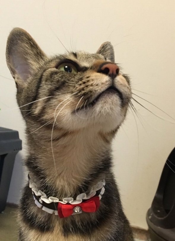 田中/里親募集中（＠Ryousuke_tanaka）さんのツイートより