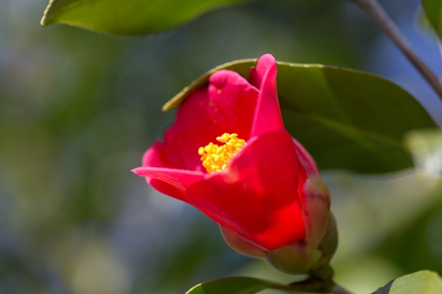 imasia_14136818_S