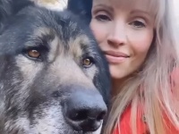 巨大な狼犬はマシュマロのようなふわふわの心を持っていた
